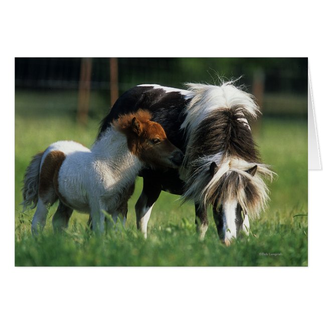 Cartão Mare & Foals miniatura 2 (Frente Horizontal)