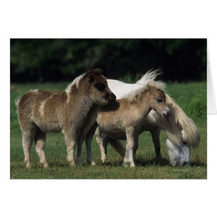 Cartão Mare & Foals miniatura 3
