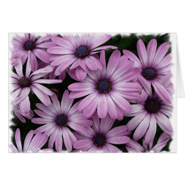 Cartão Margarida (Frente Horizontal)