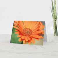 Margarida alaranjada do Gerbera