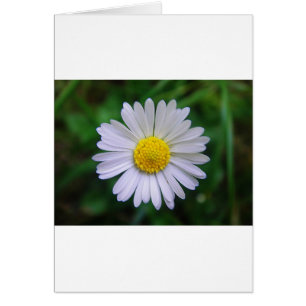 Cartão Margarida amarela-branca brilhante