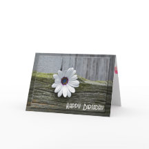 Margarida Branca De Aniversário Na Madeira