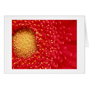 Cartão Margarida de Gerber