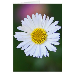 Cartão Margarida no jardim