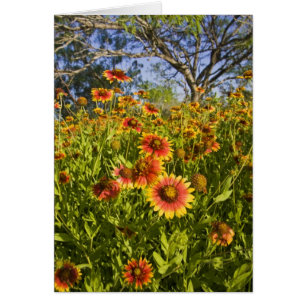 Cartão Margaridas-de-fogo (Gaillardia pulchella) flores s