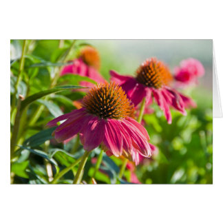Cartão Margaridas de Rudbekia