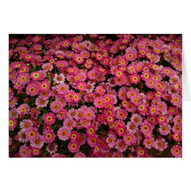 CARTÃO MARGARITA DAISIES (Frente Horizontal)