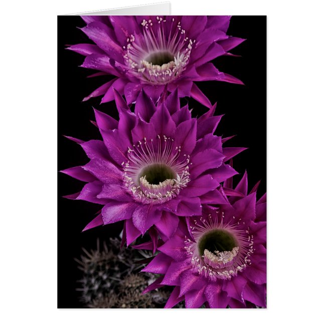 Cartão Maria Piazza à terceira (Frente)