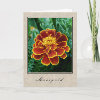Cartão Marigold - Série Floral
