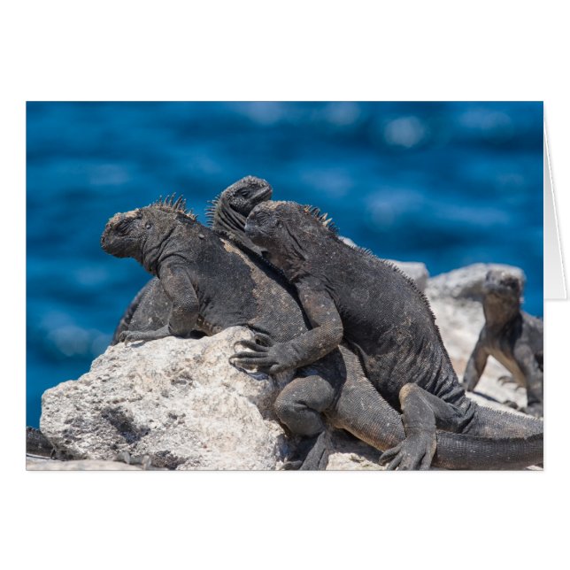 Cartão Marine Iguana (Frente horizontal)