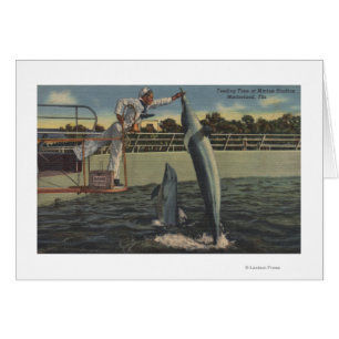 Cartão Marineland, Florida - opinião toninhas de