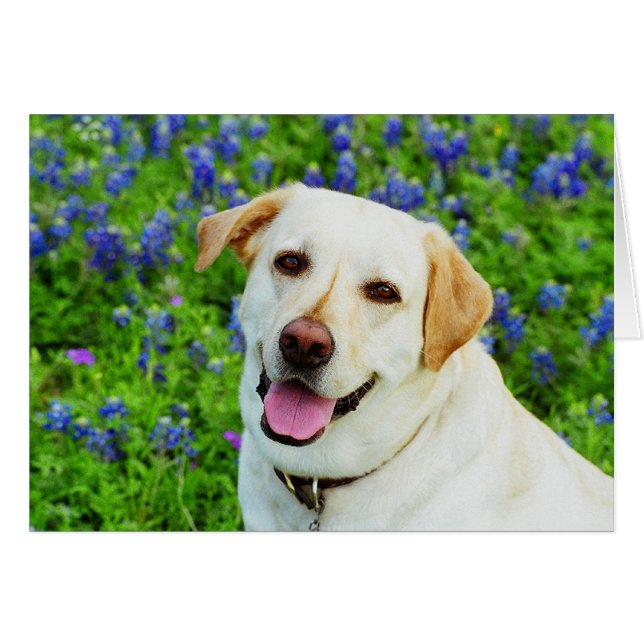 Cartão marinheiro azul (Frente Horizontal)