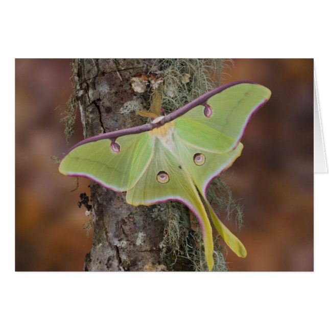 Cartão Mariposa-da-seda Luna (Frente Horizontal)
