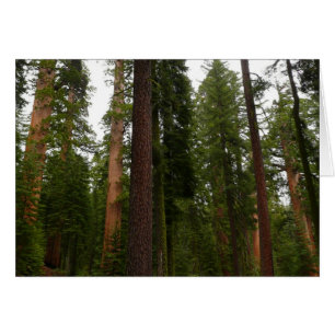 Cartão Mariposa Grove no Parque Nacional de Yosemite