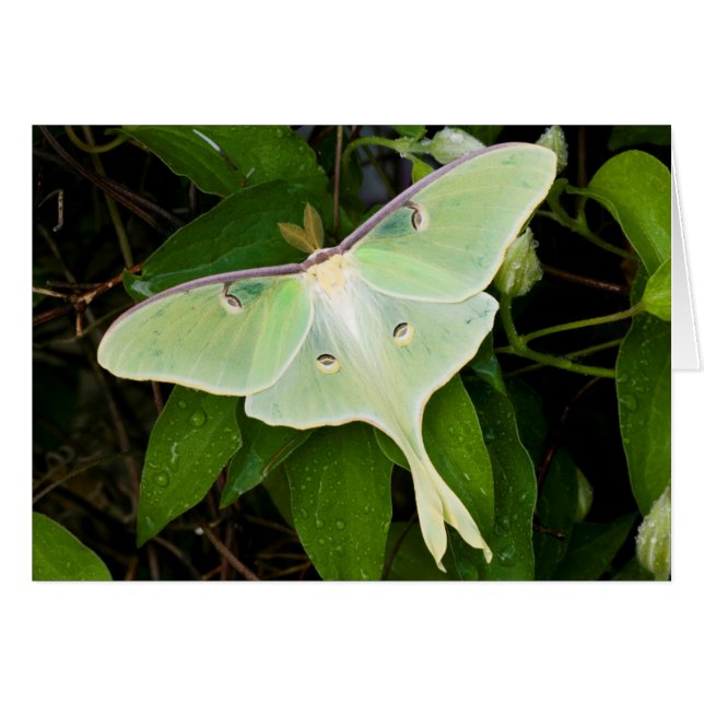 Cartão Mariposa Luna em Clematite de Carnaby (Frente Horizontal)