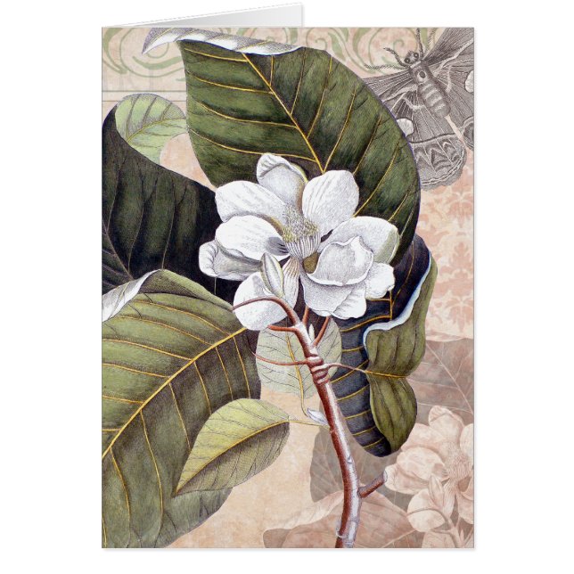 Cartão Mark Catesby Magnolia Vintage Elegance (Frente)