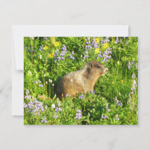 Cartão Marmot no Monte Rainier Wildflower