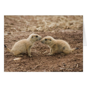 Cartão Marmota atada preto de Prarie