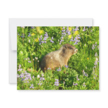 Marmota nas Flores Silvestres do Monte Rainier