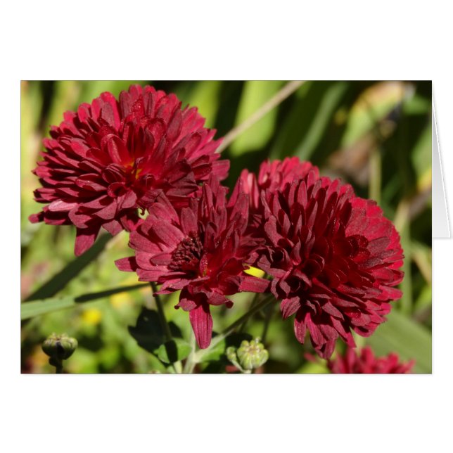 Cartão Maroon Chrysanthemums (Frente Horizontal)