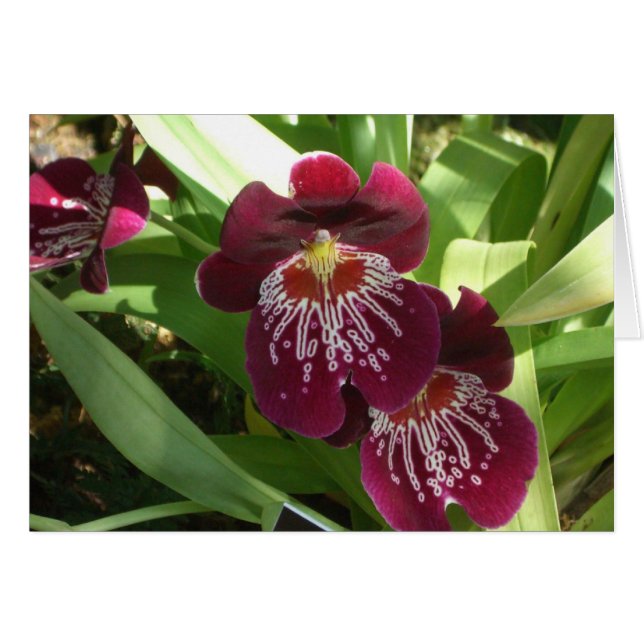 Cartão Maroon Orchids II Elegante Floral (Frente Horizontal)