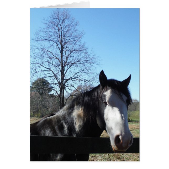 Cartão Marrom &Branco, Cavalo Pintado, céu azul brilhante (Frente)