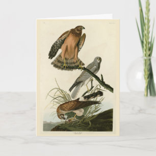 Cartão Marsh Hawk das Aves da América de Audubon