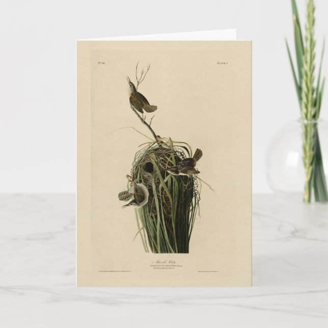 Cartão Marsh Wren, das Aves da América de Audubon (Frente)
