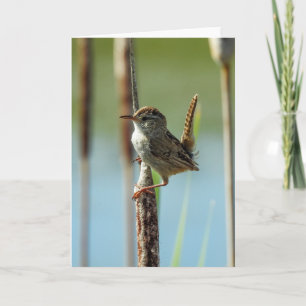Cartão Marsh Wren Notecard