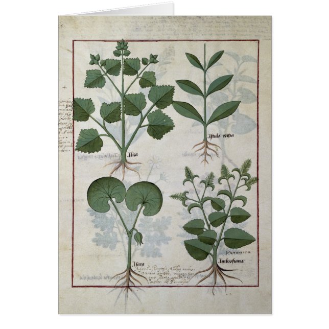 Cartão Marshmallow & Hastula Regia Asarabacca & (Frente)