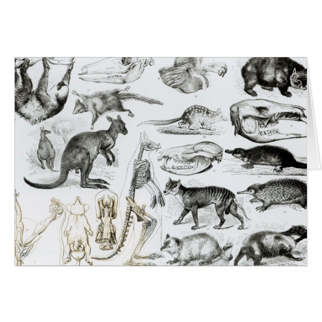 Cartão Marsupialia, Monetremata, Edentata (Frente Horizontal)