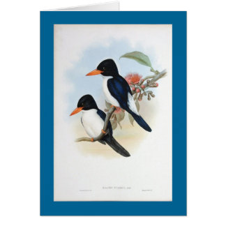 Cartão Martinho pescatore azul e branco de Gould -