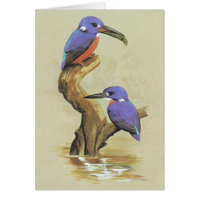 Cartão Martinho pescatore Azure - azureus de Ceyx (Frente)