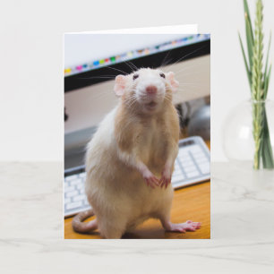 Cartão Marty Mouse Em Pé De Saudação