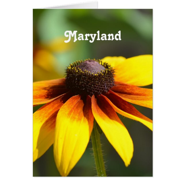 Cartão Maryland Black Eyed Susan (Frente)