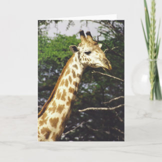 Cartão Masai de Twiga (girafa do Masai)