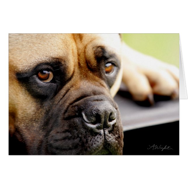 Cartão Mastiff de Bull (Frente Horizontal)