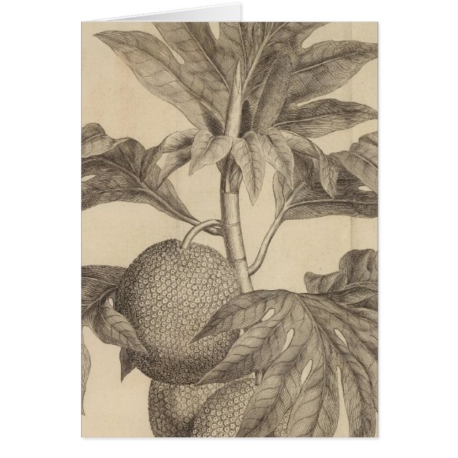 Cartão Matavia Bay, Taiti (Frente)