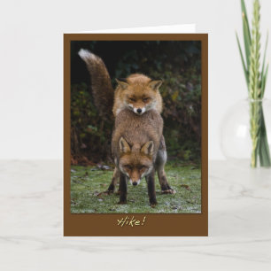Cartão Mating Foxes