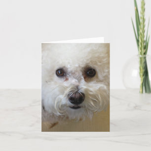 Cartão Mattie - Bichon Frise NoteCard