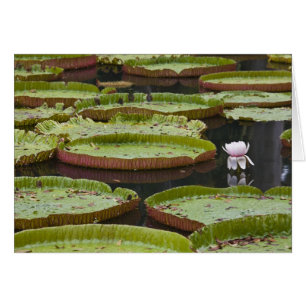 Cartão Maurício, Pamplemousses, SSR Botânico