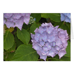 Cartão Mauve Hydrangea