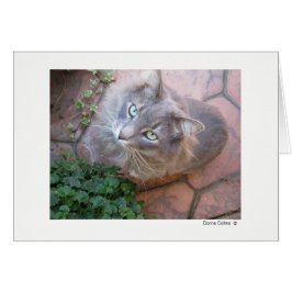 Cartão Máx. Cat #-3