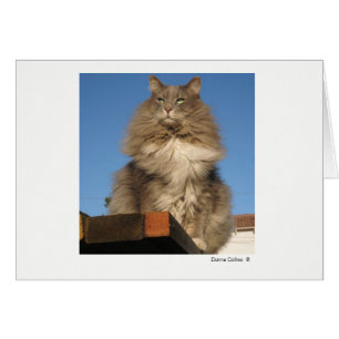 Cartão Máx. Cat   #-4