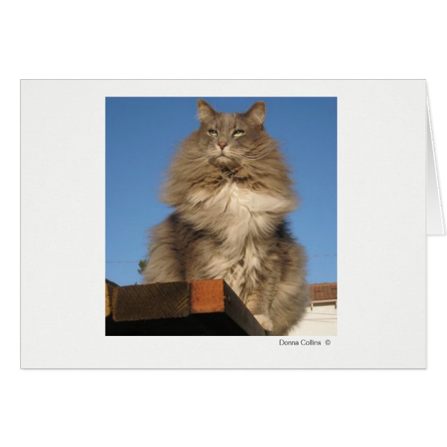 Cartão Máx. Cat   #-4 (Frente horizontal)