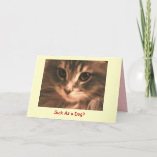 Cartão Maynard o Maine Coon2, doente como… -