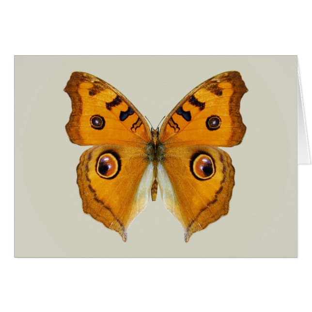 Cartão Meadow Argus Butterfly (Frente Horizontal)