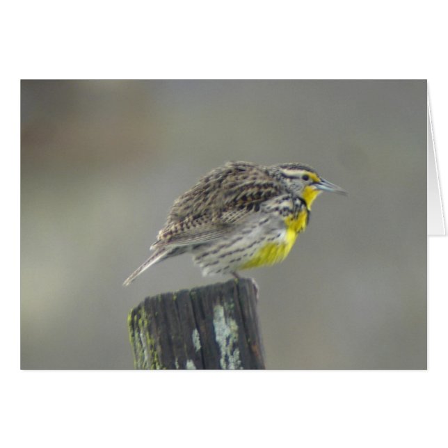 Cartão Meadowlark Ocidental (Frente Horizontal)