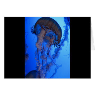 Cartão Medusa