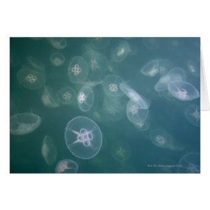 Cartão medusa